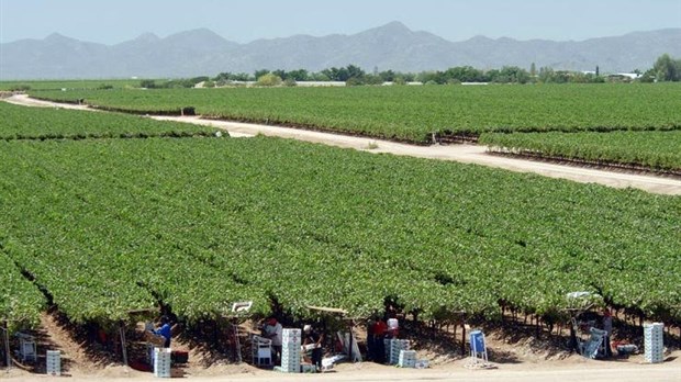 Agro-100 propulse la production de raisins de tables de grand producteurs du Mexique