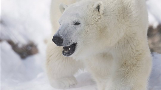 Déclin de 73% des populations d’animaux sauvages en 50 ans